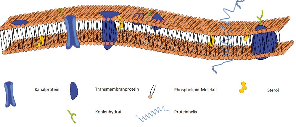 Abb. 2: Schematischer Aufbau der Plasmamembran von Hefezellen