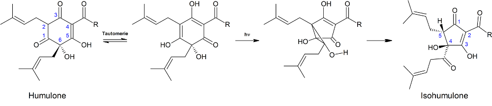 Reaktionsmechanismus zur Bildung von Isohumulonen (=Iso-α-Säuren) aus den Humulonen (=α-Säuren); Quelle: LC Uni Hohenheim, Reaktionsmechanismus der Isohumulonbildung, CC BY-SA 3.0