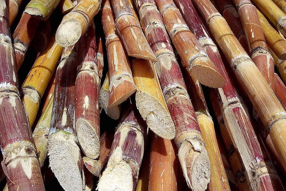 Zuckerrohr ist der Rohstoff zur Produktion von Rum. Unter Kennerkreise geschätzt ist der handwerklich hergestellte haitische 