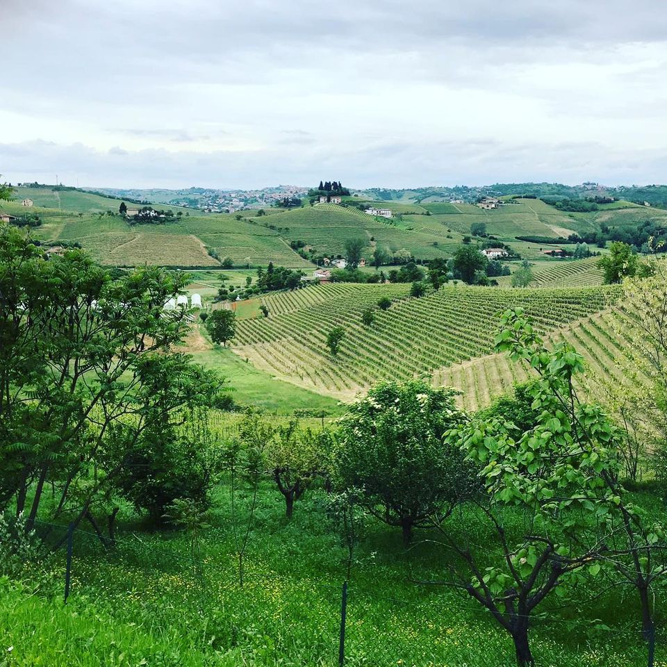 Blick von der Braustätte von Edfil auf die Weinberge des Piemont