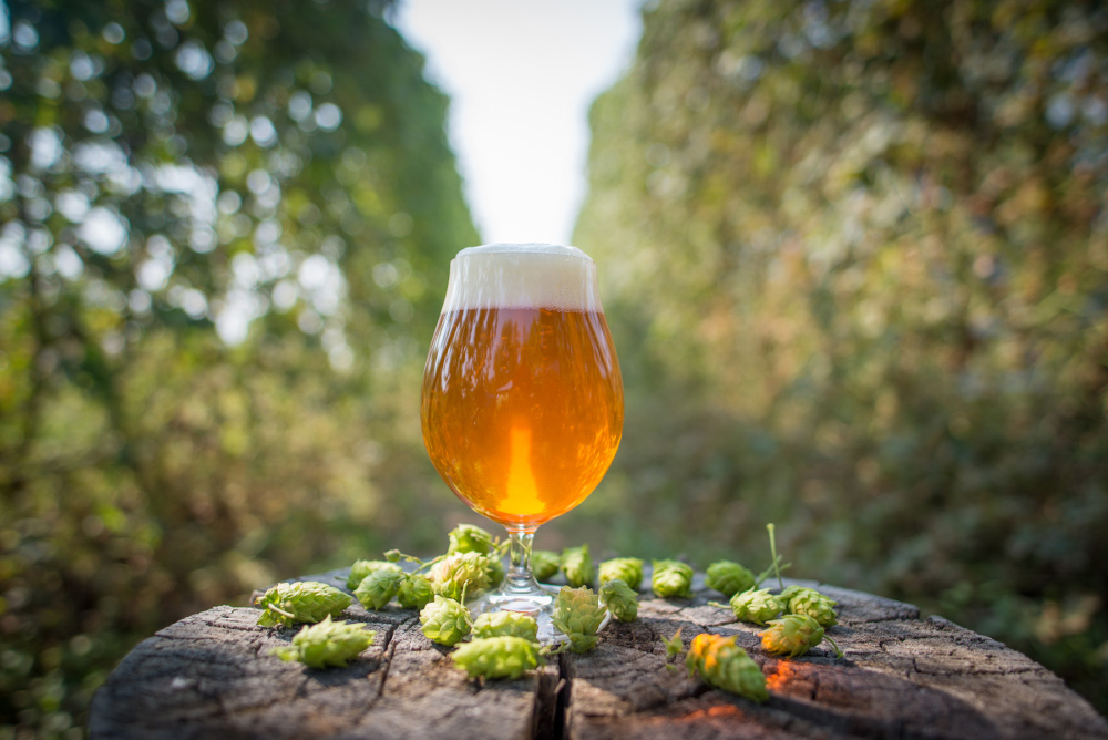 Bierglas auf Baumstamm mit Hopfendolden (Foto: Brewers Association)