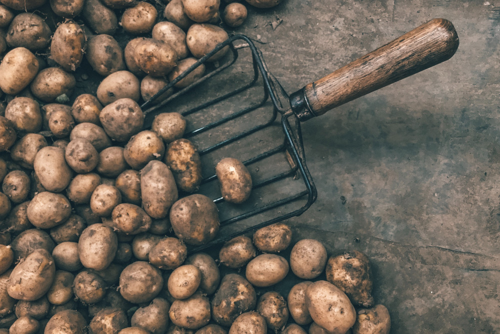 Kartoffeln sind stärkereich und lassen sich gut vermaischen (Foto: Jan Antonin Kolar on Unsplash) 
