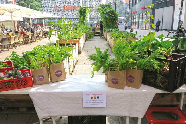 Hopfenpavillon mit Gemüse-Hochbeeten in der Bremer Innenstadt 