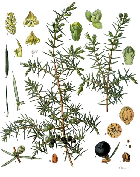 Wacholder geht auch in Bier Quelle: Gemeiner Wacholder (Juniperus communis), Franz Eugen Köhler, Köhler's Medizinal-Pflanzen, 1887