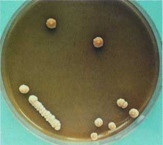 Da wächst was: in diesem Fall Saccharomyces Carlsbergensis auf eine Gussplatt